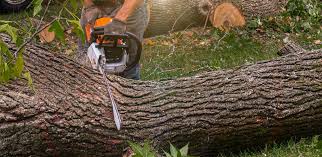 Best Arborist Consultation Services  in Strafford, MO