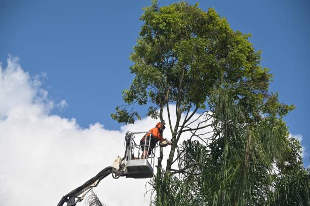 Best Tree Disease Treatment  in Strafford, MO